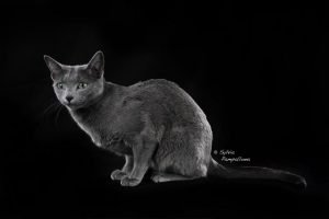 Gatti femmine allevamento Blu di Russia Arian Glas It